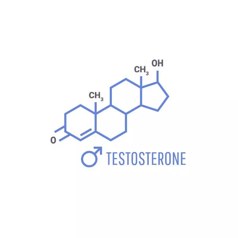 Testosterone hormone function in men