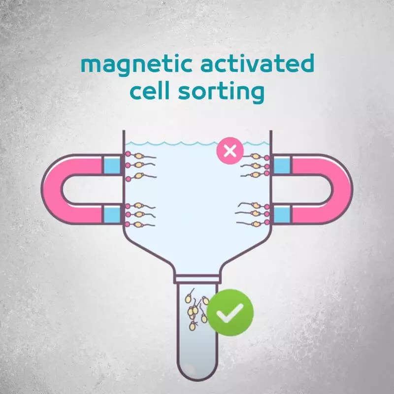 Magnetic Activated Cell Sorting