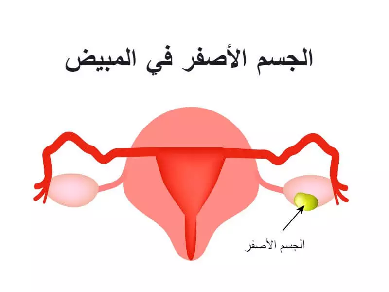 الجسم الأصفر
